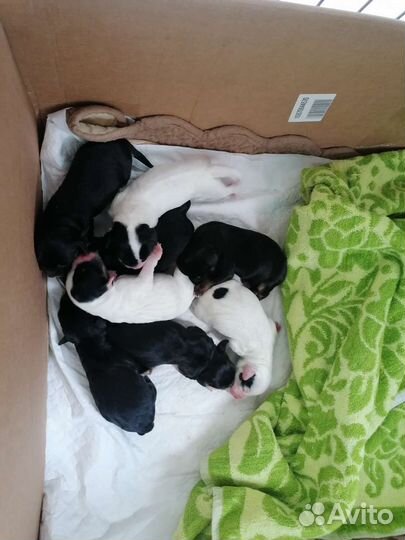 Собаки щенки бесплатно