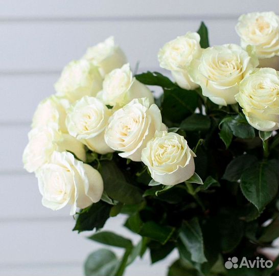 Высокие розы Гигантские розы 110