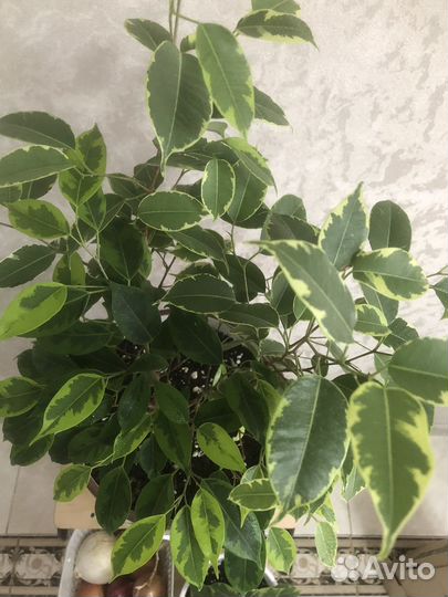 Фикус бенджамина