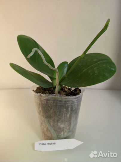 Орхидея фаленопсис Mituo King Eddy