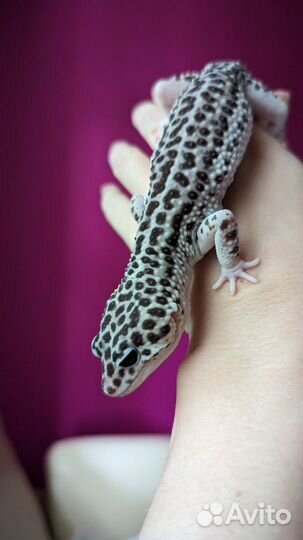 Леопардовый геккон (эублефар) - детеныш