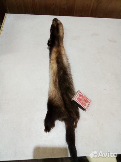 Шкурки хорька цельные