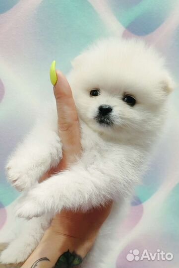 Шпиц девочки