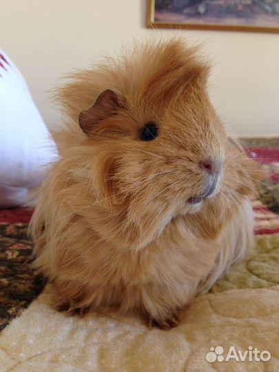 Морские свинки малыши