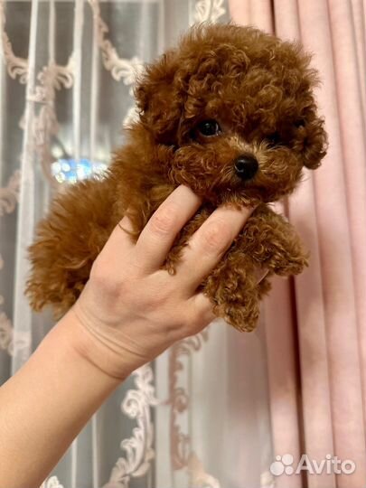 Тикап тедди пудель микро мальтипу импорт Китай