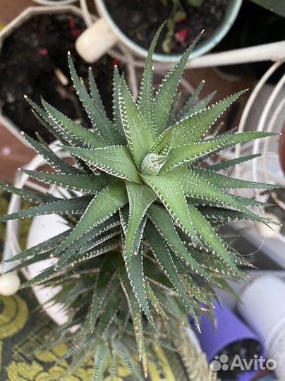 Пальма юкка