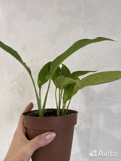 Комнатные цветы