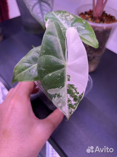 Алоказия пинк дракон альбо вариегатная подростки