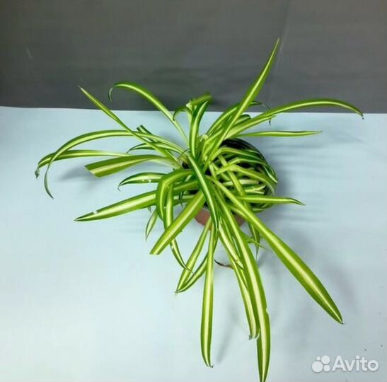 Хлорофитум хохлатый