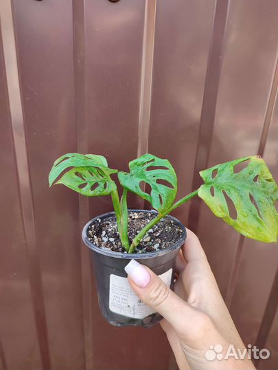 Комнатные цветы 6