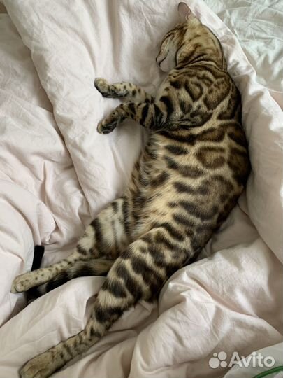 Бенгальский кот