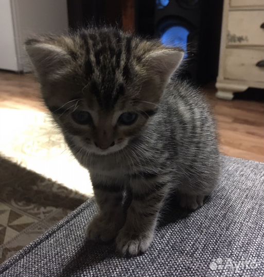 Котенок девочка