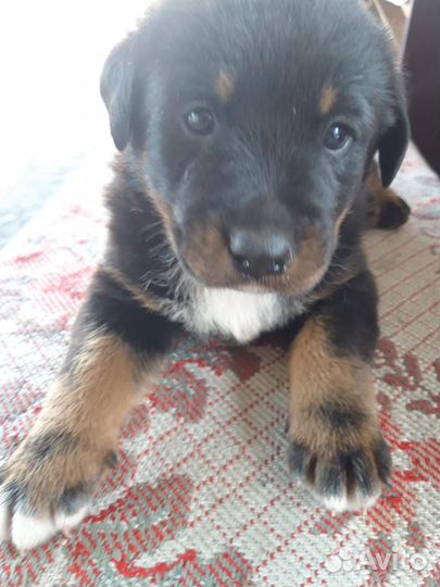 Охотничьи щенки