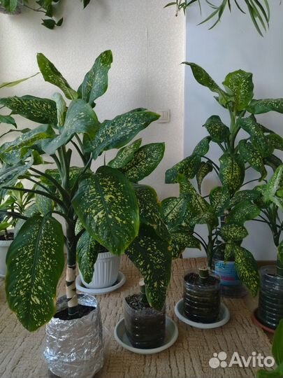 Диффенбахия