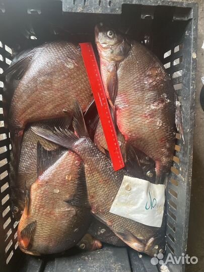 Свежая рыба оптом