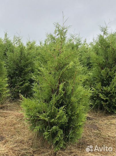 Туя 100см
