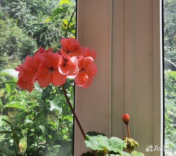 Пеларгонии сортовые