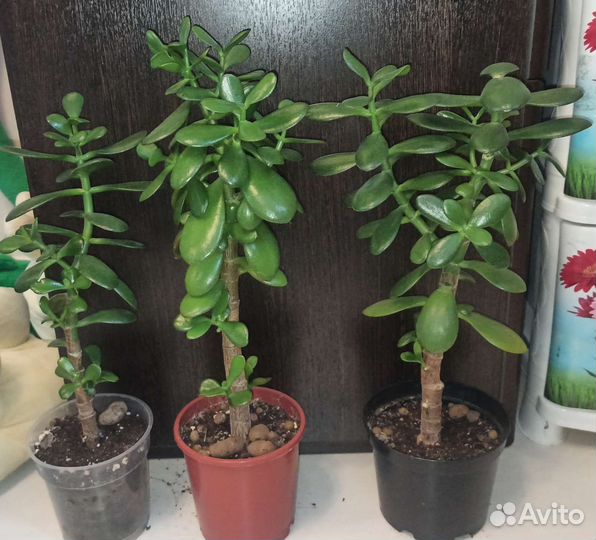 Денежные дерева (крассула, толстянка)