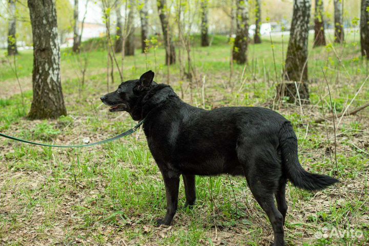 Собака из приюта ищет свой дом
