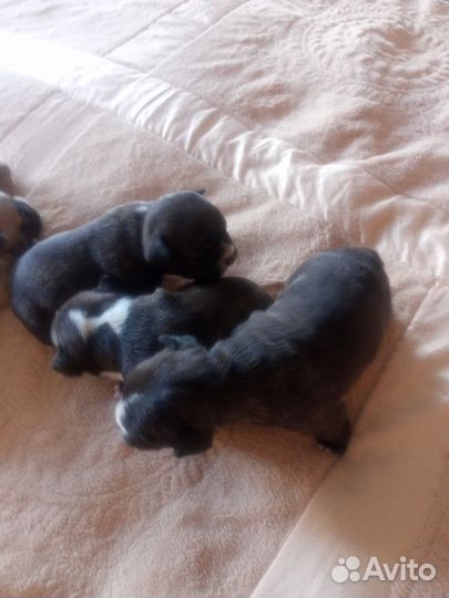 Собака французский бульдог щенки