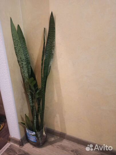 Сансевиерия