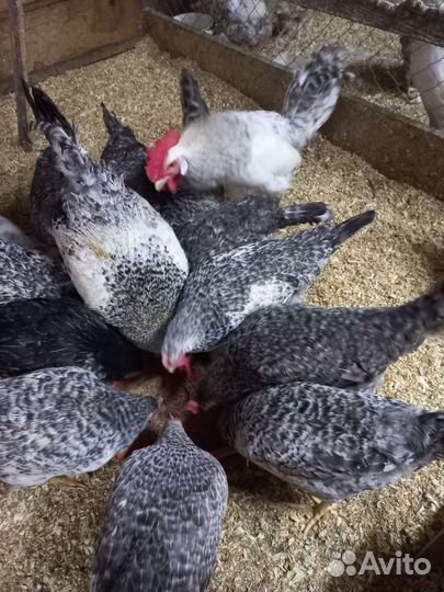 Яйцо Инкубационное борковская барвистая