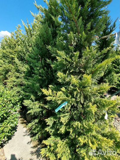 Кипарисовик Купрессоциопарис Лейланда Голд Райдер