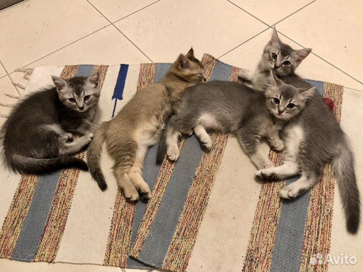 Котята в добрые руки