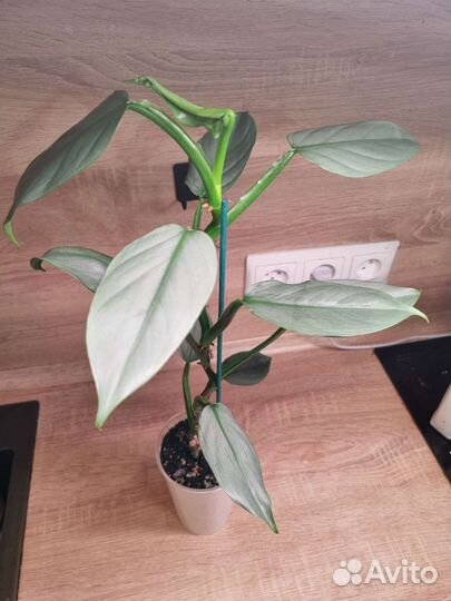 Филодендрон хастатум (сильвер квин)