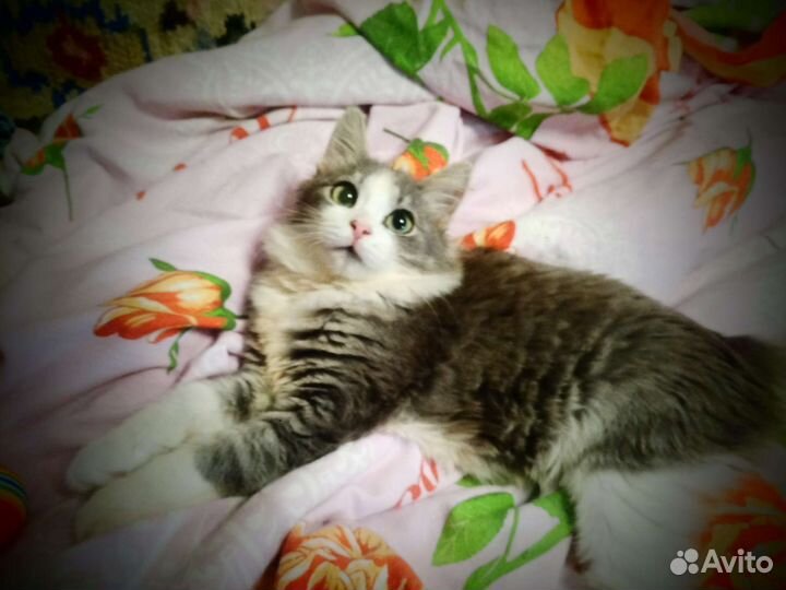 Котенок Василина