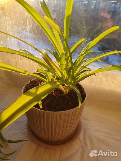 Домашнее растение