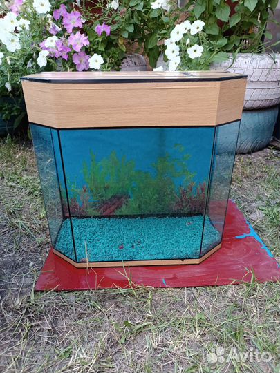Аквариум