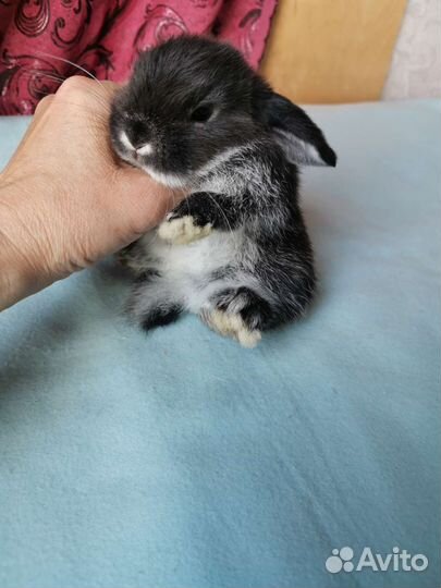 Самые красивые вислоухие крольчата