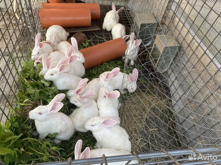 Кроликов на мясо и на разведение