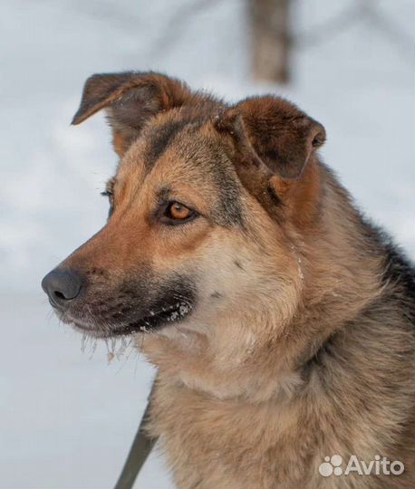 Активная Кура в добрые руки