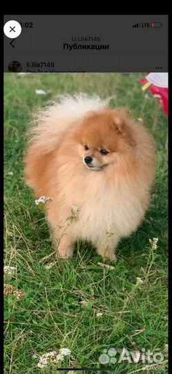 Щенки шпица