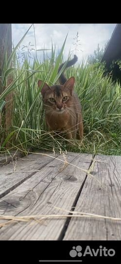 Абиссинский кот 15 мес