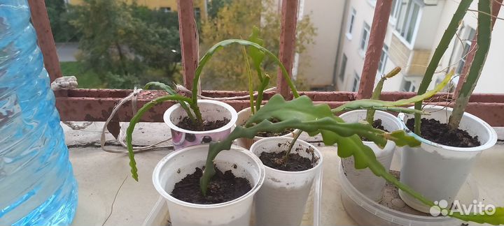 Эпифилумы, тефрокактус, ферокактусы