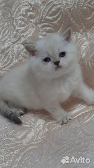 Шотландские котята