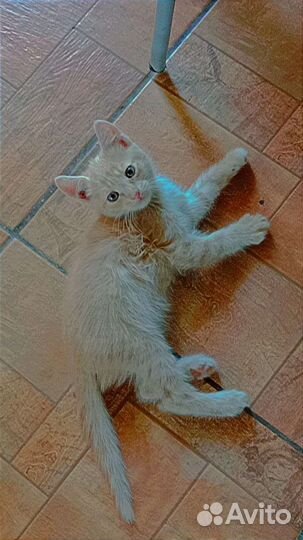 Котята в добрые руки бесплатно