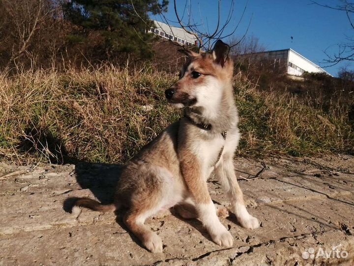 Собаки бесплатно в добрые руки щенки