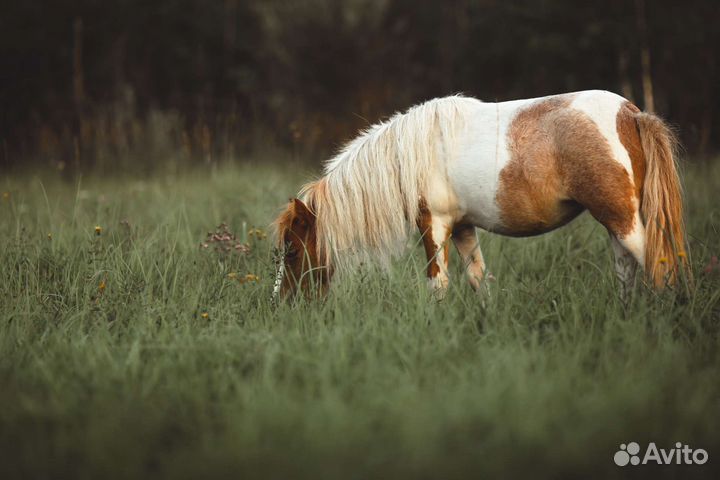 Экскурсии, семейный отдых