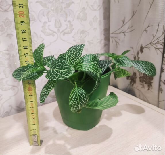 Колеус, комнатный цветок