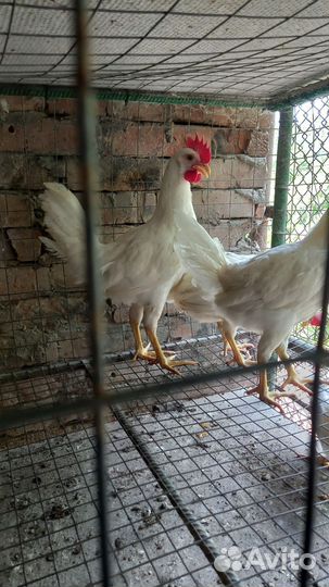 Молодые петухи
