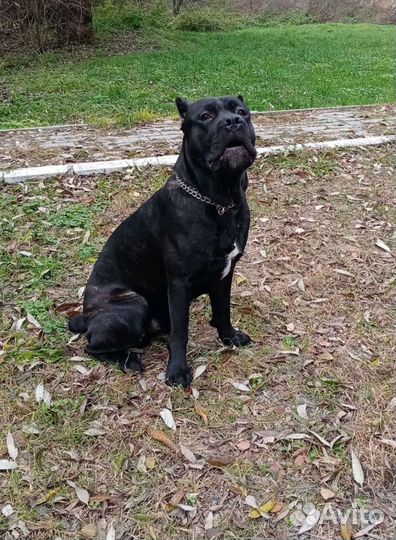 Кане Корсо вязка