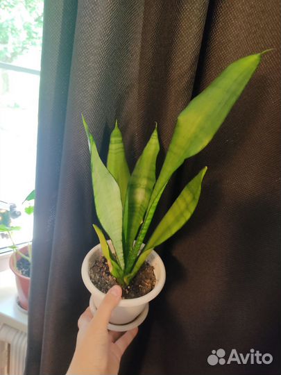 Сансевиерия сортовая