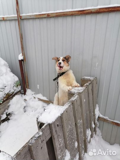 Собака из приюта Джесси. Стерильна