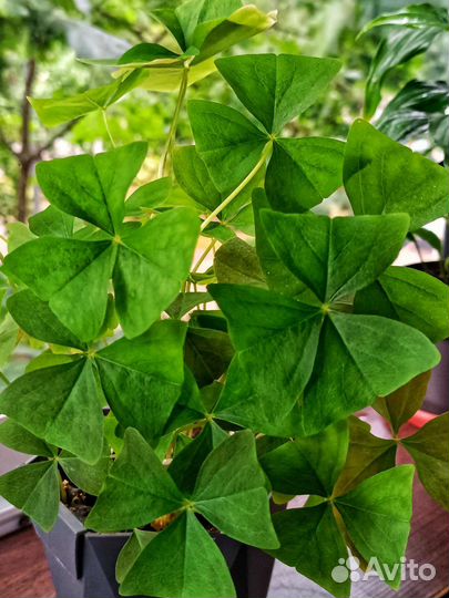 Кислица Оксалис зеленая