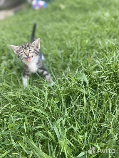 Донские котики