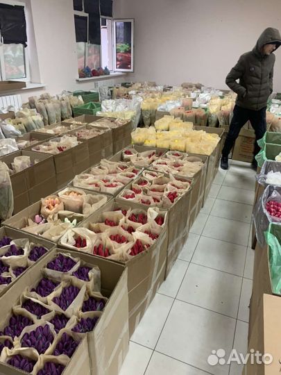 Свежие тюльпаны с юга